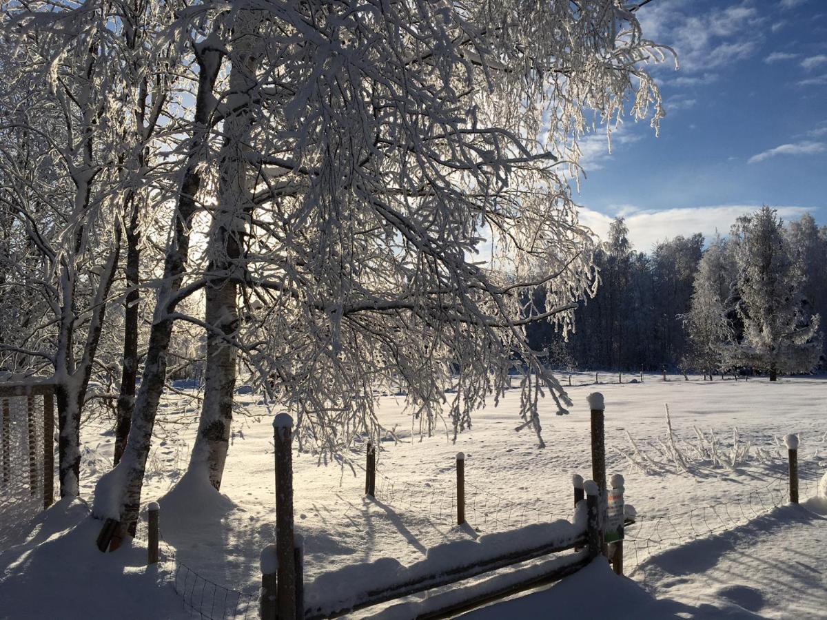 Ollilan Tupa Joensuun Laehellae Bed & Breakfast Ylämylly Екстериор снимка